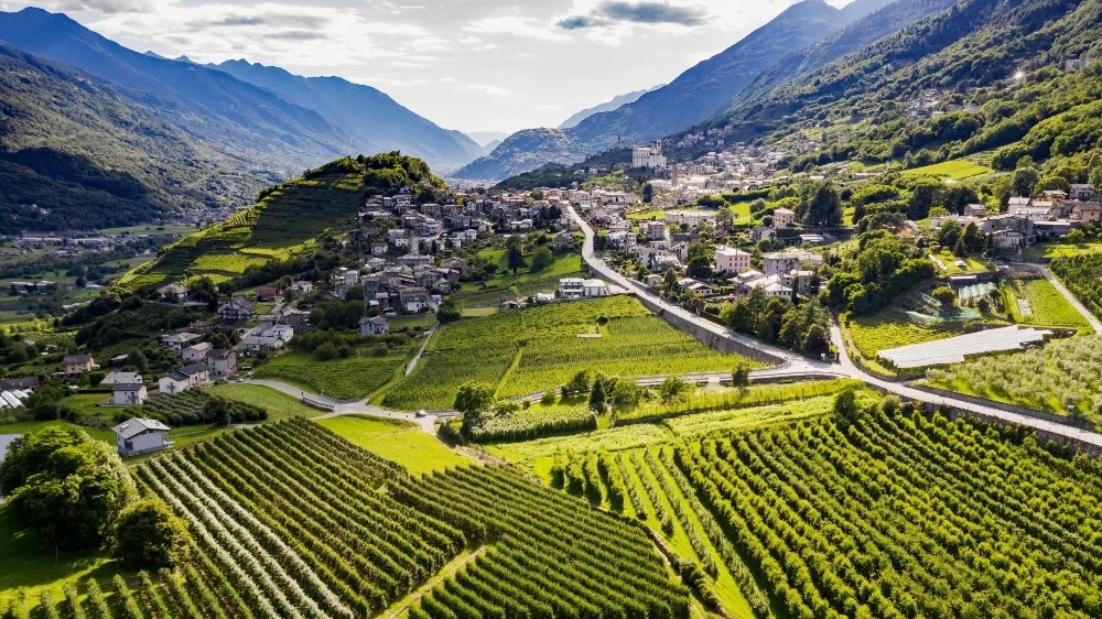 Sfondo bianco sezione Wine